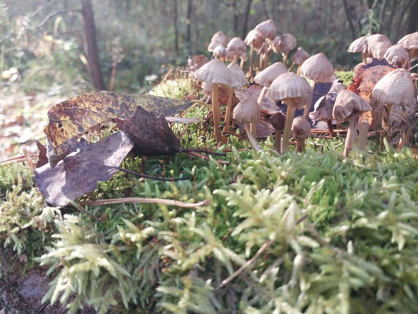 Коломна, сбор грибов, грибной сезон, грибы,