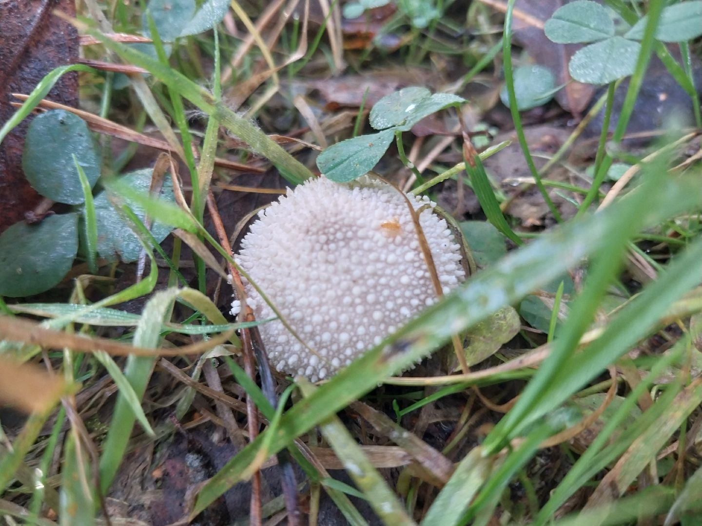 Коломна, сбор грибов, грибной сезон, грибы,