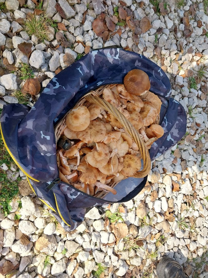 Коломна, сбор грибов, грибной сезон, грибы,