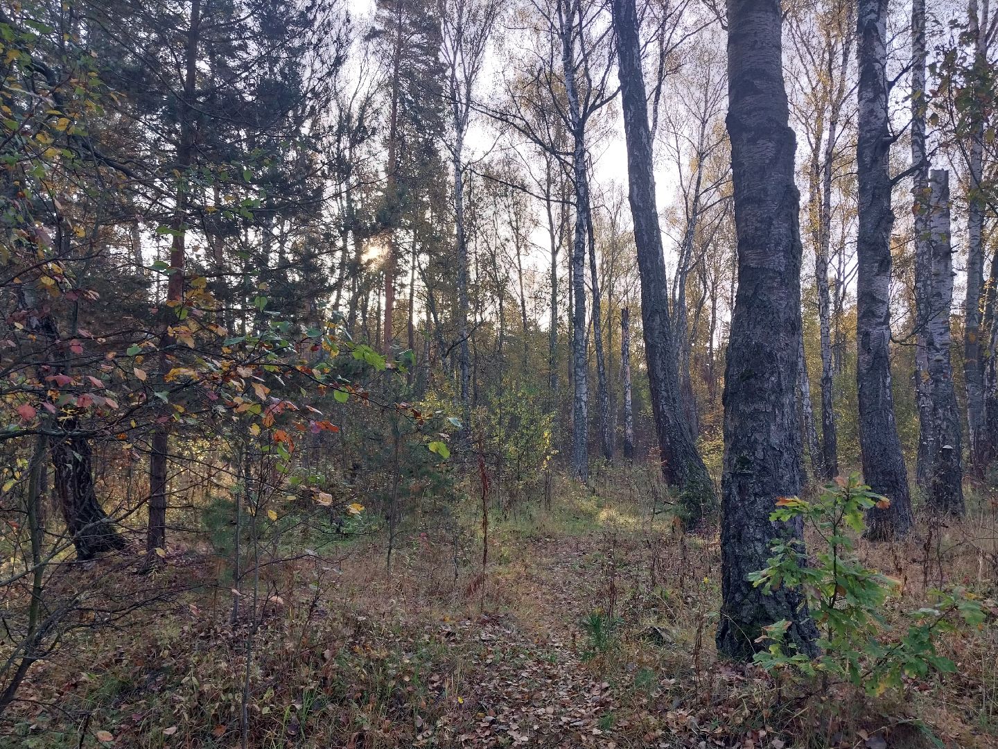 Коломна, сбор грибов, грибной сезон, грибы,