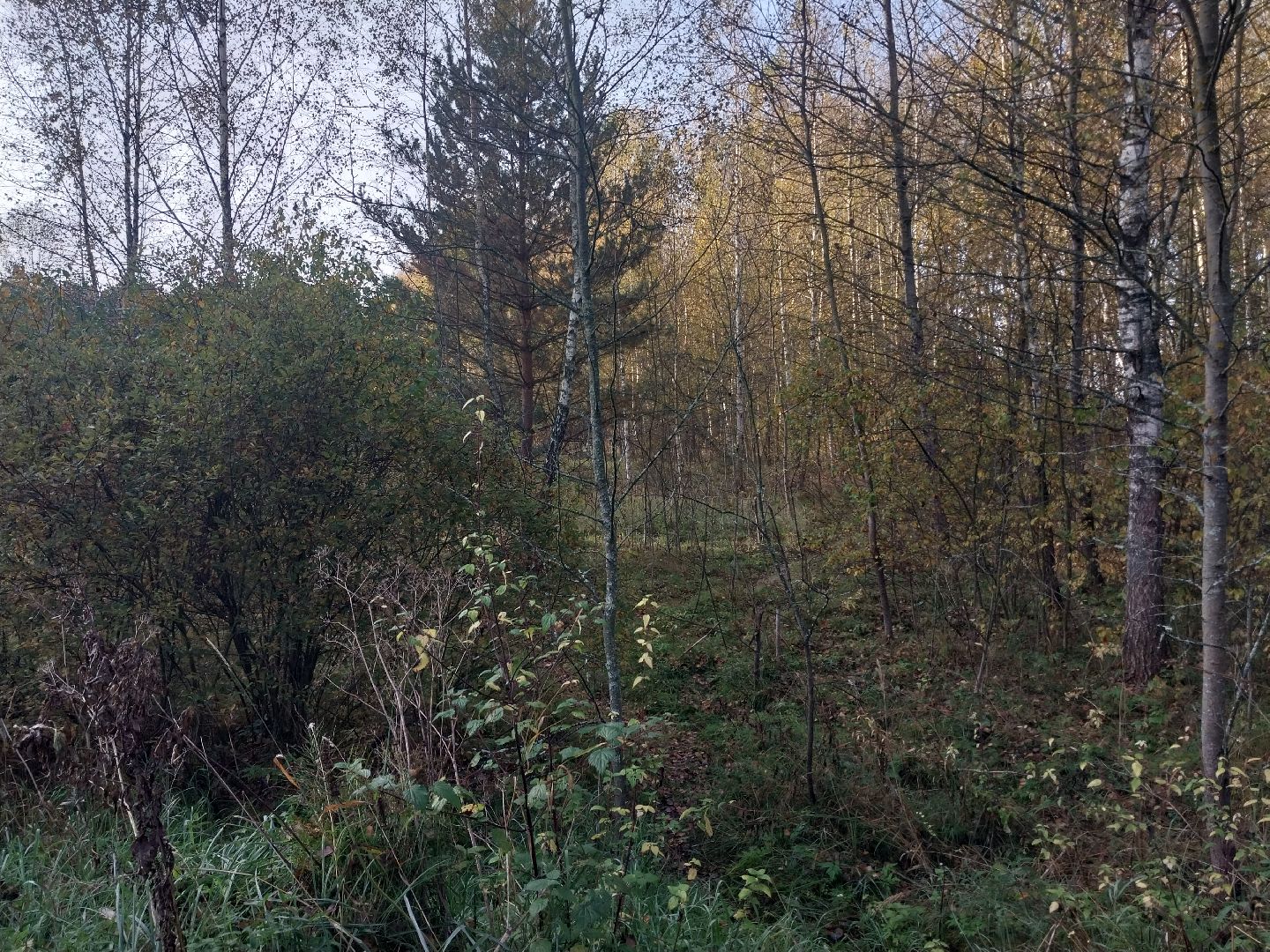 Коломна, сбор грибов, грибной сезон, грибы,