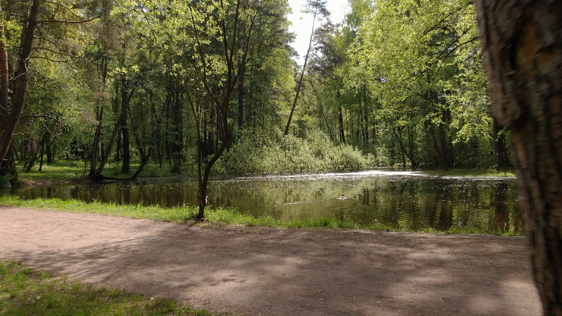 малевич, парк, одинцово,видео с коптера,