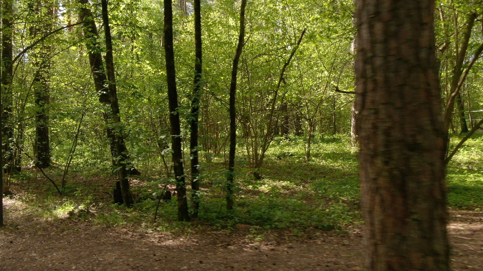 малевич, парк, одинцово,видео с коптера,