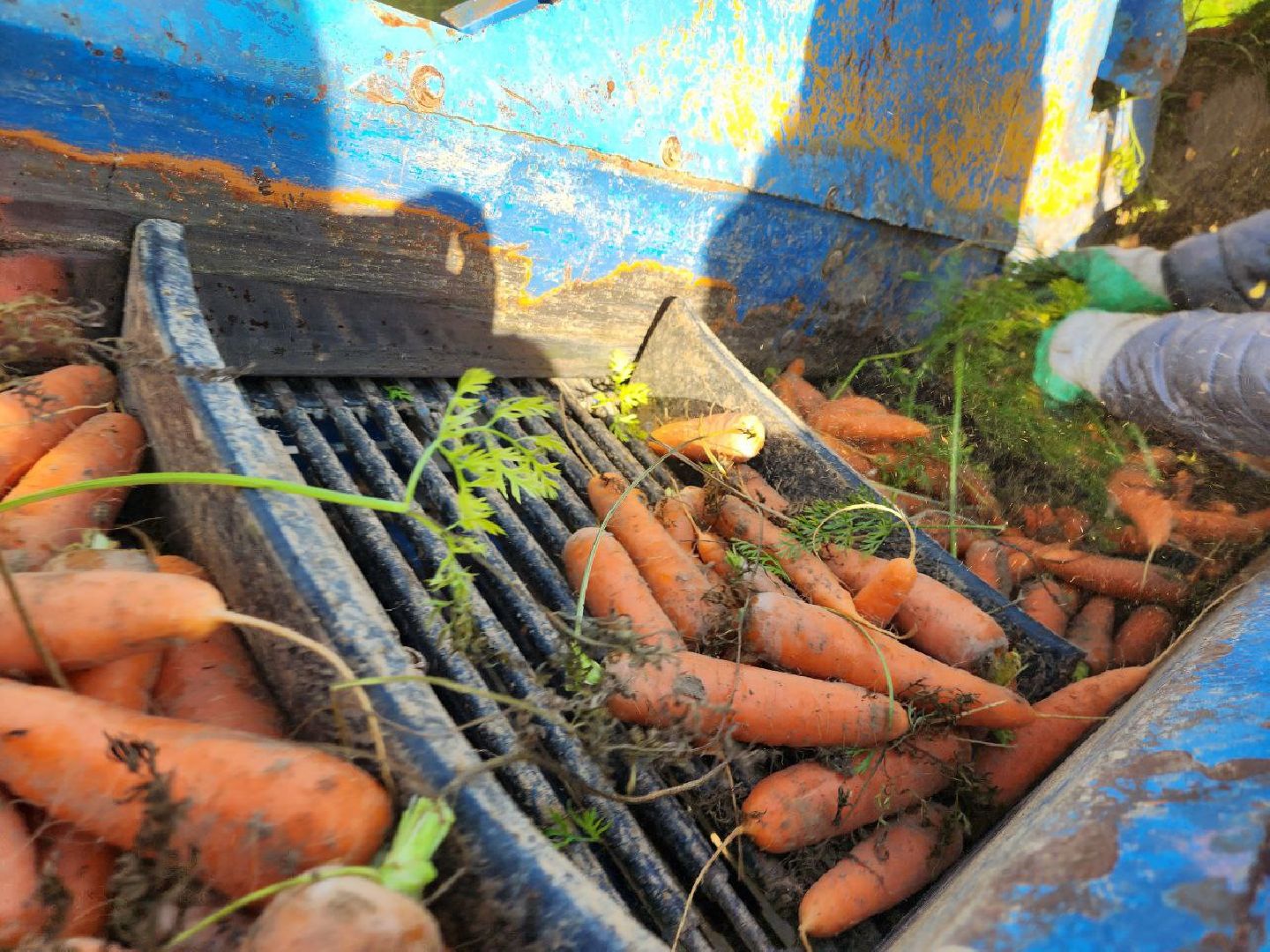 Можайск, Можайский городской округ, Подмосковье, сельское хозяйство, сбор урожая, урожай, фермеры, аграрии, морковь, картофель,