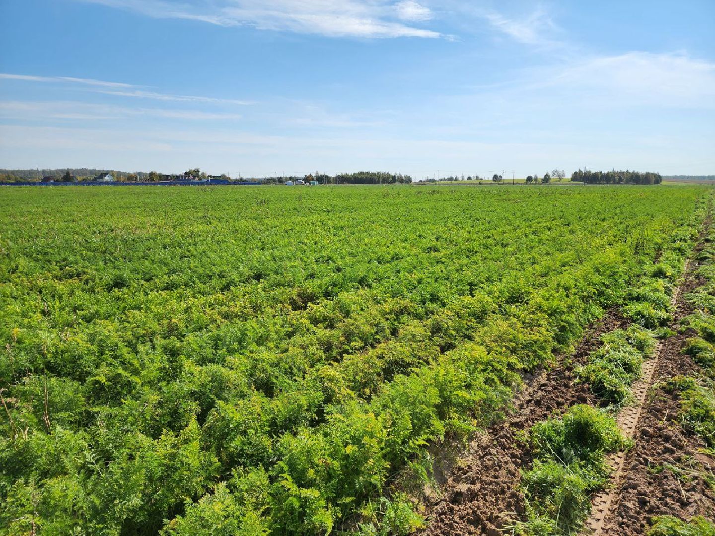 Можайск, Можайский городской округ, Подмосковье, сельское хозяйство, сбор урожая, урожай, фермеры, аграрии, морковь, картофель,