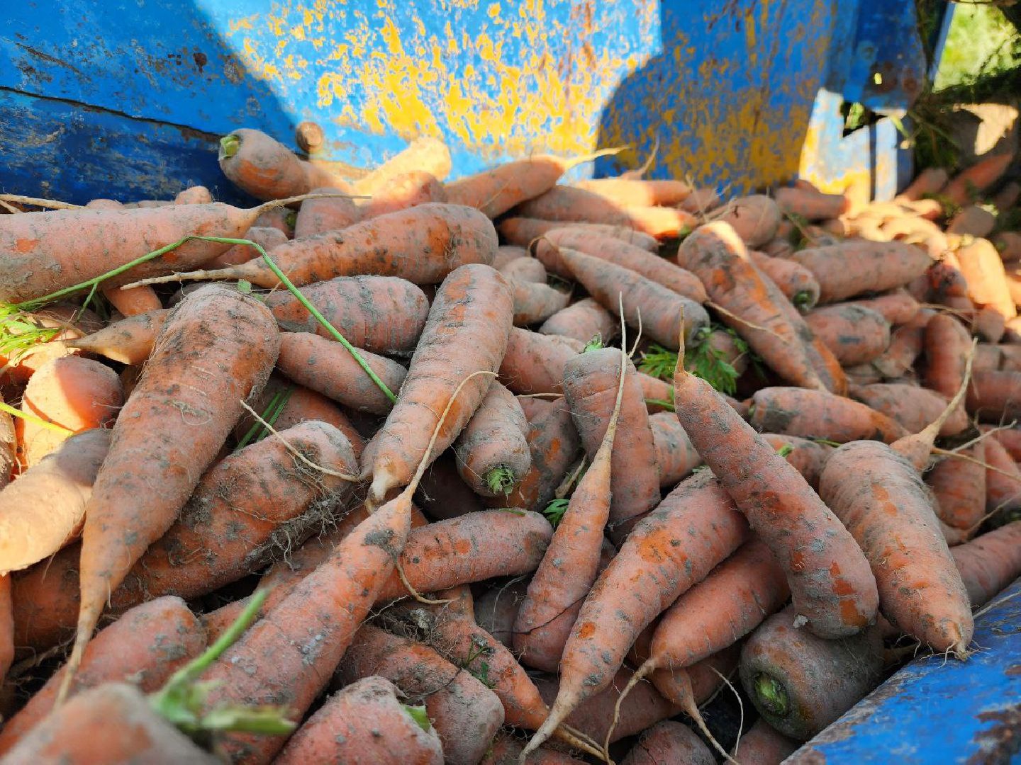Можайск, Можайский городской округ, Подмосковье, сельское хозяйство, сбор урожая, урожай, фермеры, аграрии, морковь, картофель,