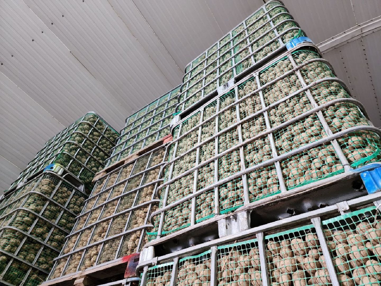 Можайск, Можайский городской округ, Подмосковье, сельское хозяйство, сбор урожая, урожай, фермеры, аграрии, морковь, картофель,