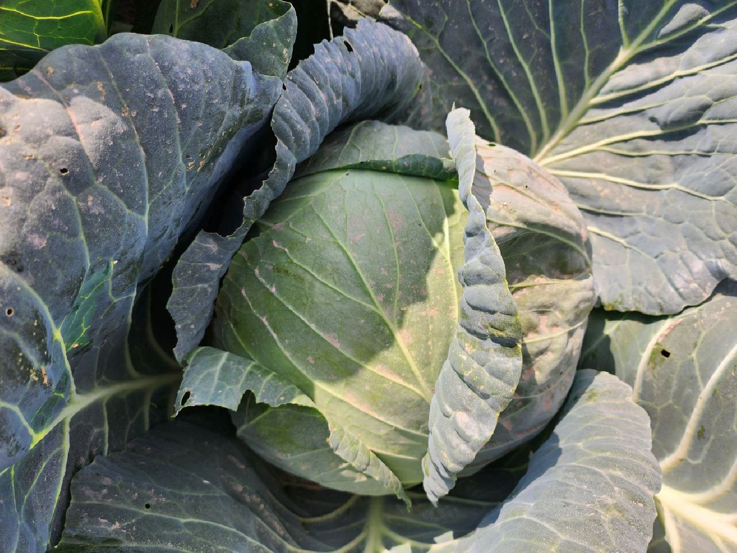 Можайск, Можайский городской округ, Подмосковье, сельское хозяйство, сбор урожая, урожай, фермеры, аграрии, морковь, картофель,