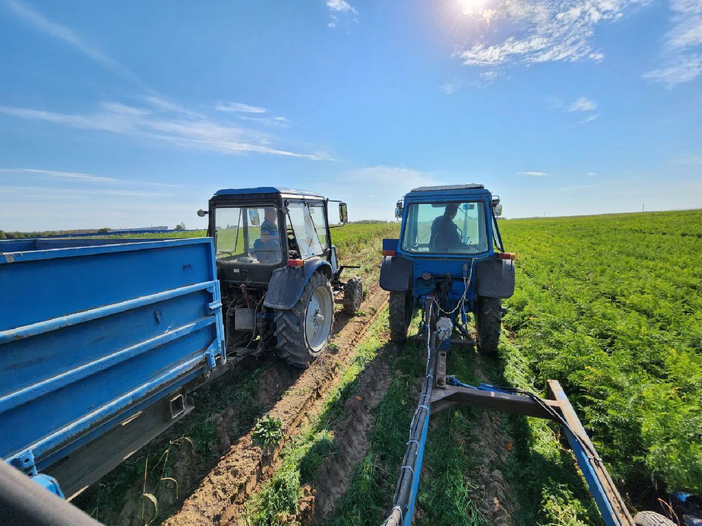 Можайск, Можайский городской округ, Подмосковье, сельское хозяйство, сбор урожая, урожай, фермеры, аграрии, морковь, картофель,