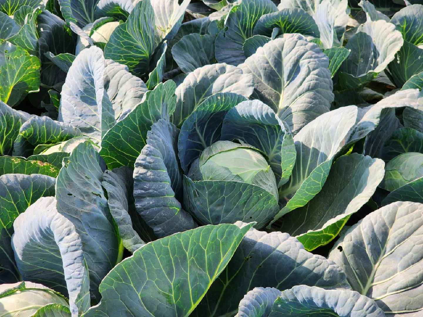 Можайск, Можайский городской округ, Подмосковье, сельское хозяйство, сбор урожая, урожай, фермеры, аграрии, морковь, картофель,