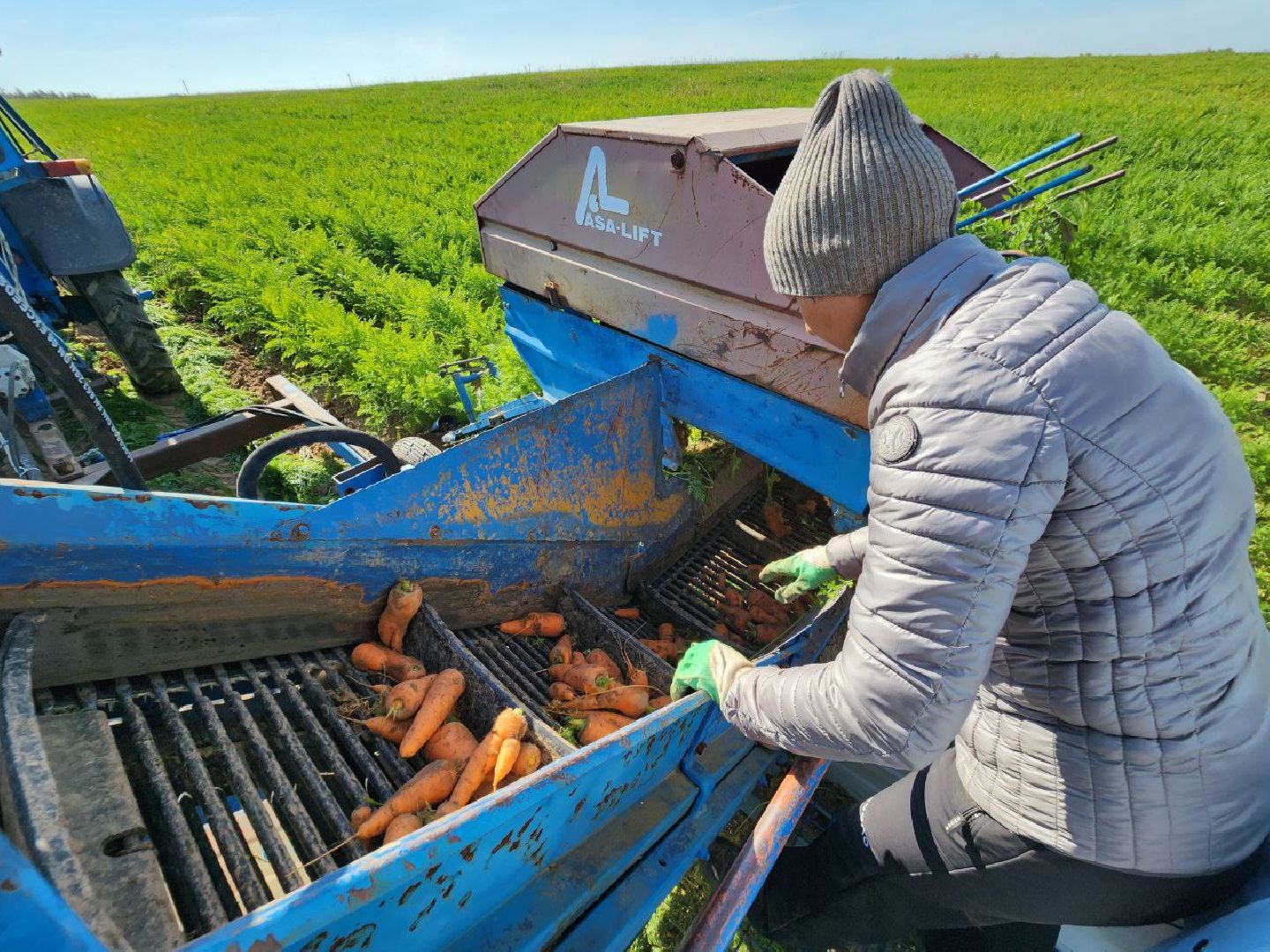 Можайск, Можайский городской округ, Подмосковье, сельское хозяйство, сбор урожая, урожай, фермеры, аграрии, морковь, картофель,
