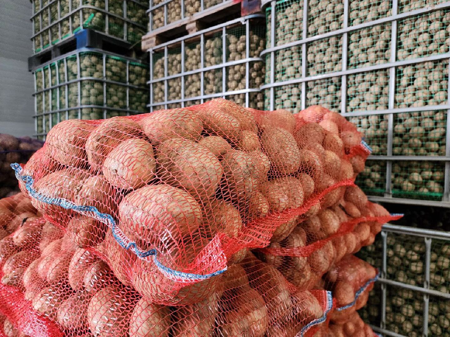 Можайск, Можайский городской округ, Подмосковье, сельское хозяйство, сбор урожая, урожай, фермеры, аграрии, морковь, картофель,