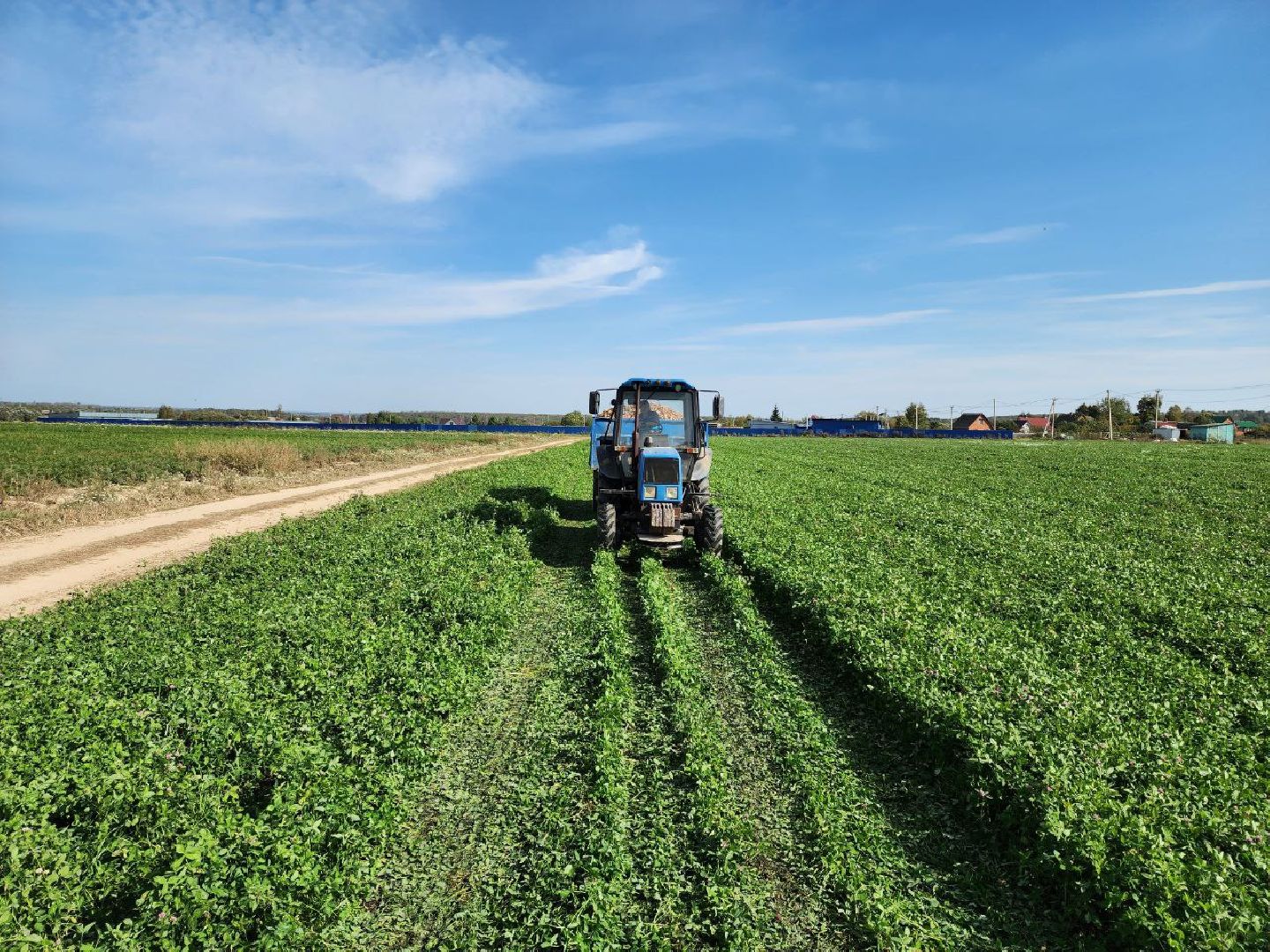 Можайск, Можайский городской округ, Подмосковье, сельское хозяйство, сбор урожая, урожай, фермеры, аграрии, морковь, картофель,