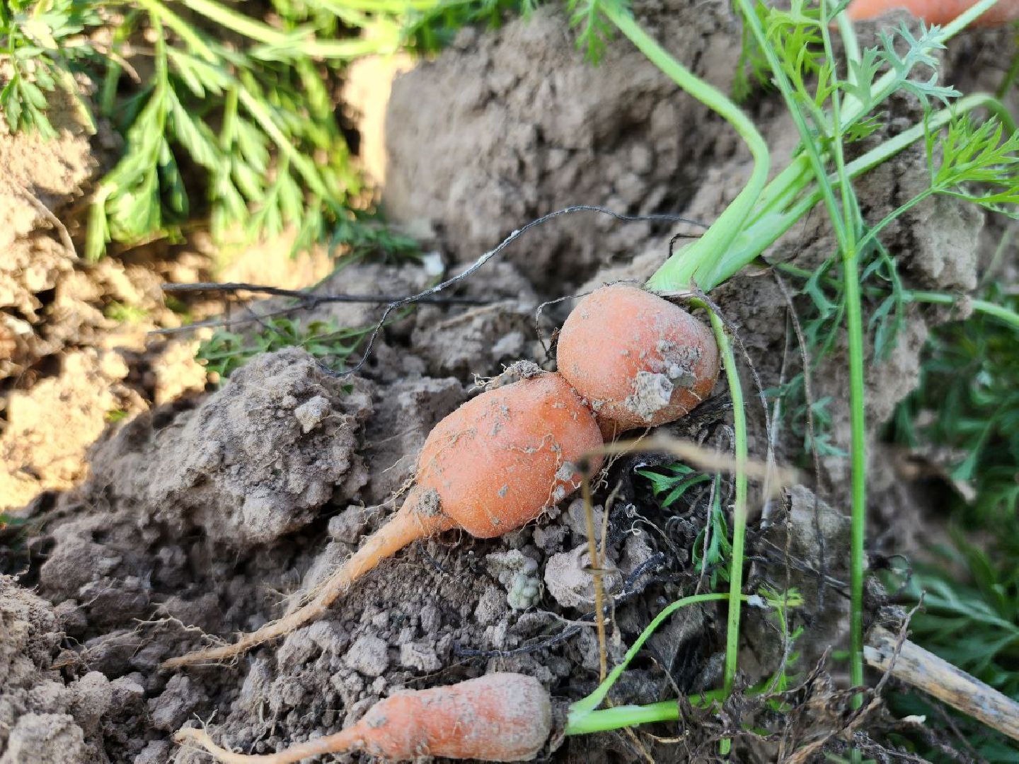 Можайск, Можайский городской округ, Подмосковье, сельское хозяйство, сбор урожая, урожай, фермеры, аграрии, морковь, картофель,