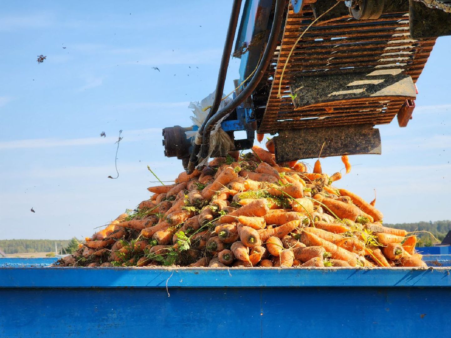 Можайск, Можайский городской округ, Подмосковье, сельское хозяйство, сбор урожая, урожай, фермеры, аграрии, морковь, картофель,