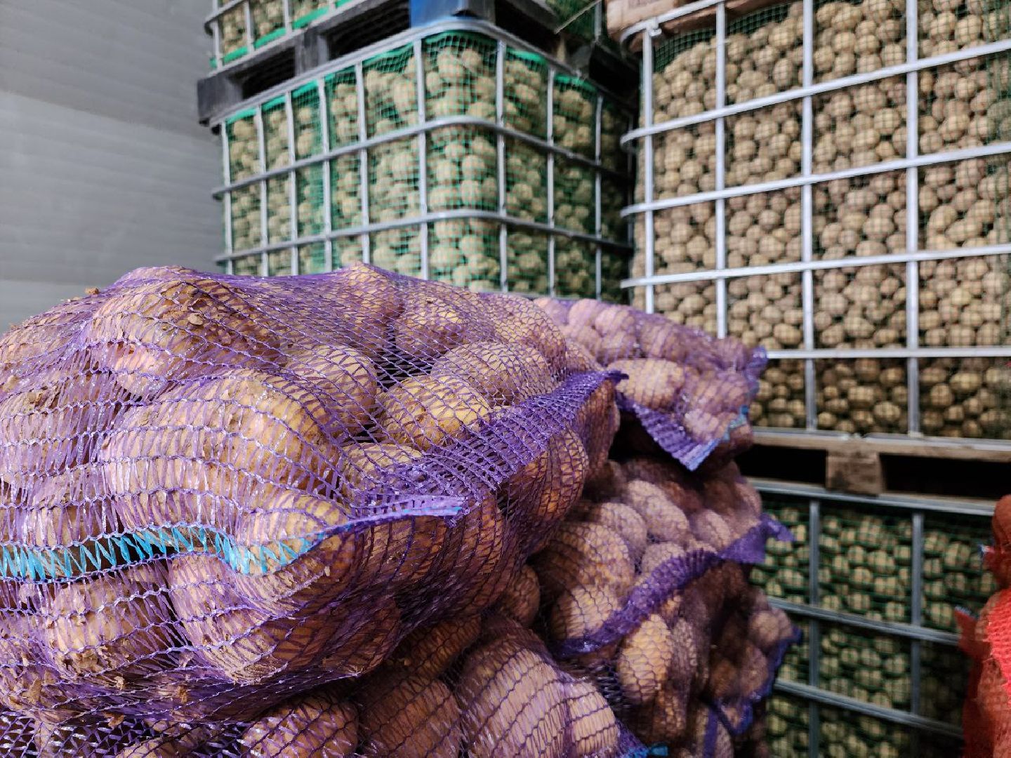 Можайск, Можайский городской округ, Подмосковье, сельское хозяйство, сбор урожая, урожай, фермеры, аграрии, морковь, картофель,