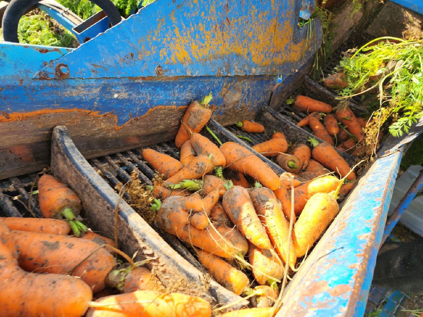 Можайск, Можайский городской округ, Подмосковье, сельское хозяйство, сбор урожая, урожай, фермеры, аграрии, морковь, картофель,
