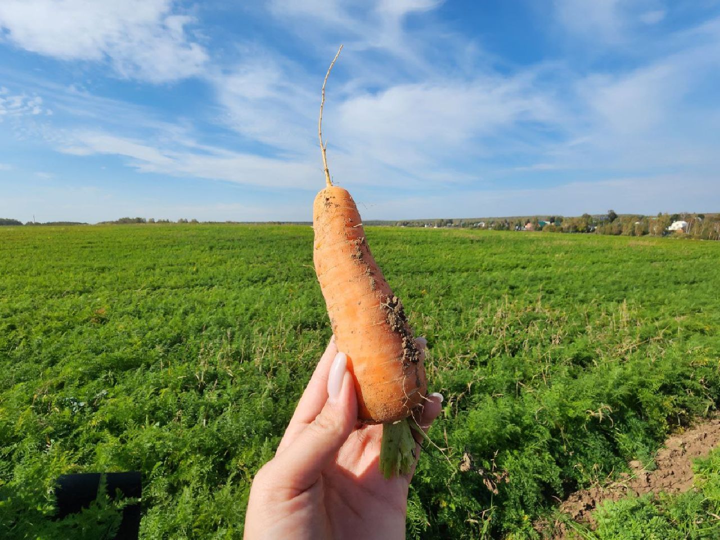 Можайск, Можайский городской округ, Подмосковье, сельское хозяйство, сбор урожая, урожай, фермеры, аграрии, морковь, картофель,