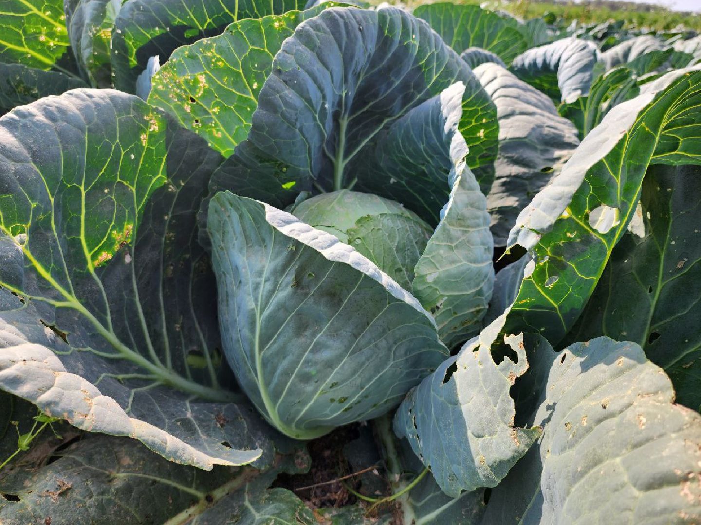 Можайск, Можайский городской округ, Подмосковье, сельское хозяйство, сбор урожая, урожай, фермеры, аграрии, морковь, картофель,