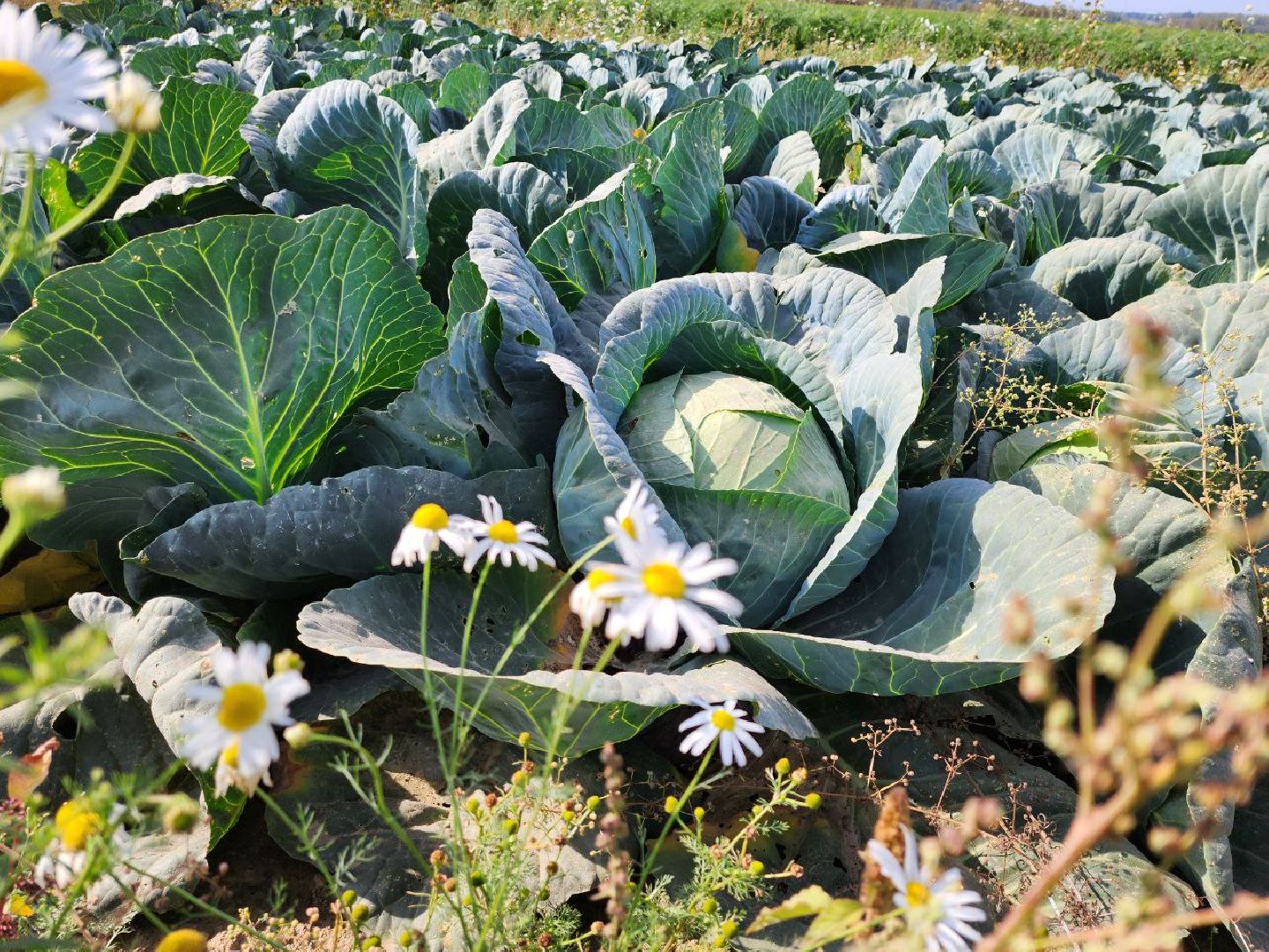 Можайск, Можайский городской округ, Подмосковье, сельское хозяйство, сбор урожая, урожай, фермеры, аграрии, морковь, картофель,