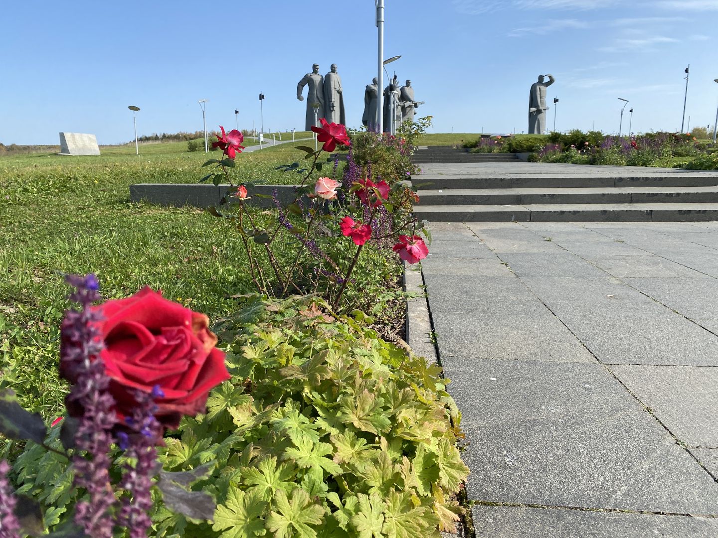 волоколамск, растения, благоуйстройство, озеленение, сад, розы, мнение, советы,