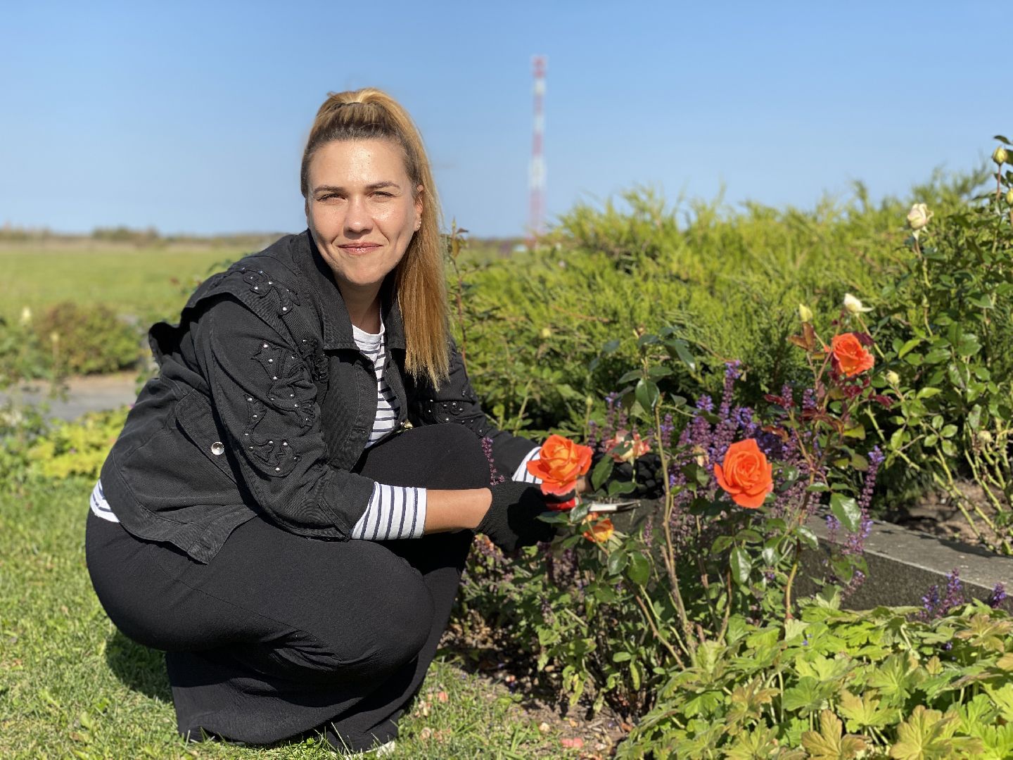 волоколамск, растения, благоуйстройство, озеленение, сад, розы, мнение, советы,