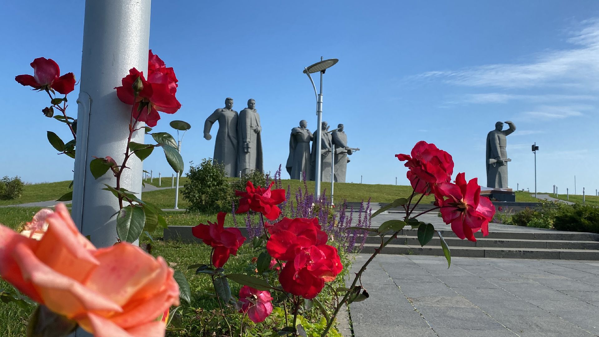 волоколамск, растения, благоуйстройство, озеленение, сад, розы, мнение, советы,