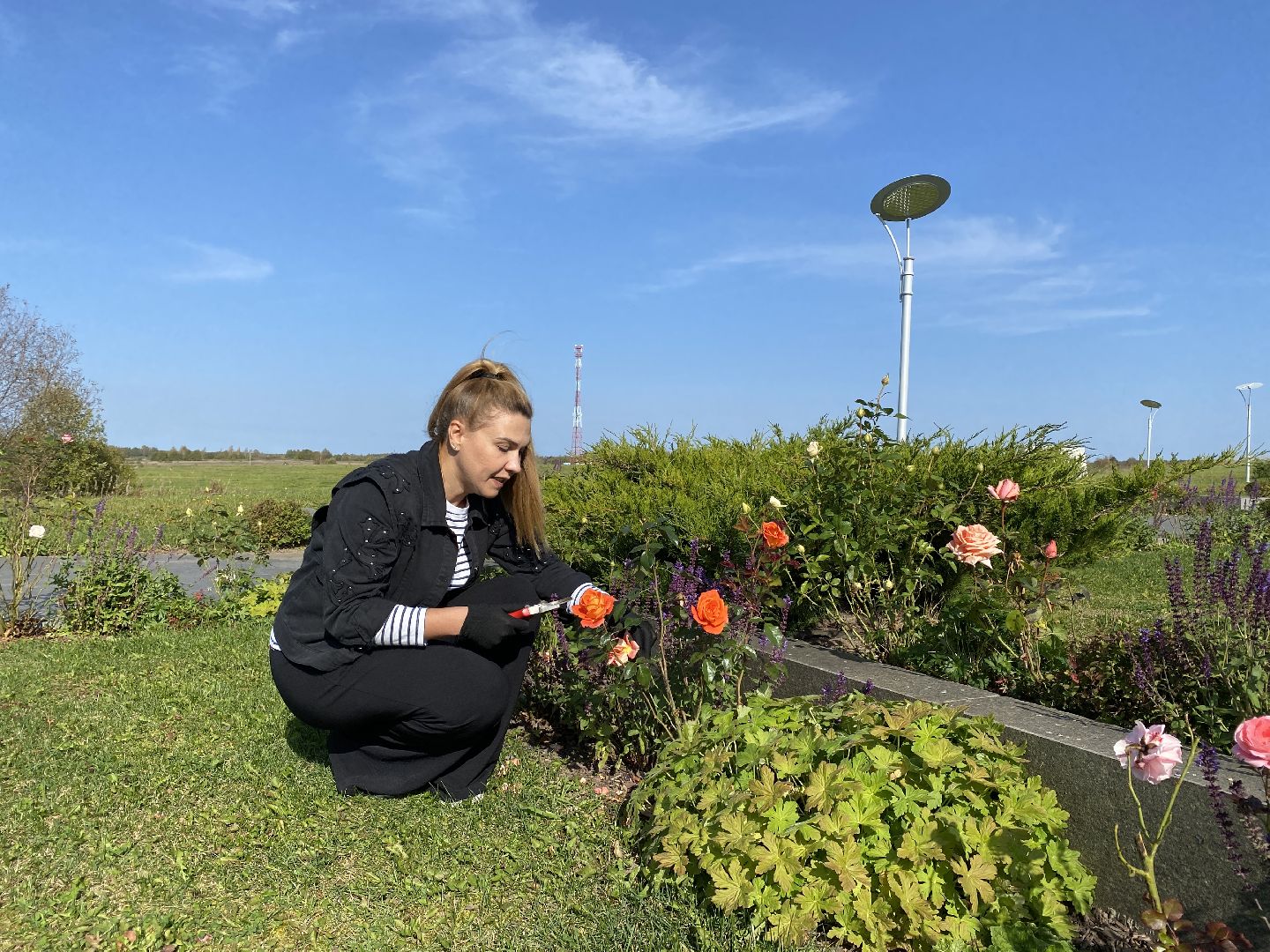 волоколамск, растения, благоуйстройство, озеленение, сад, розы, мнение, советы,