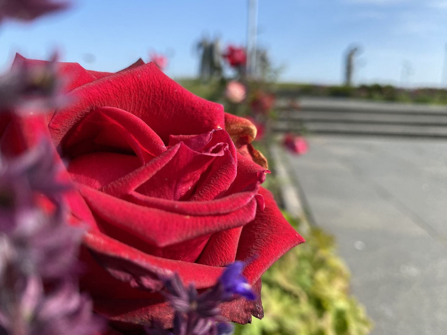 волоколамск, растения, благоуйстройство, озеленение, сад, розы, мнение, советы,