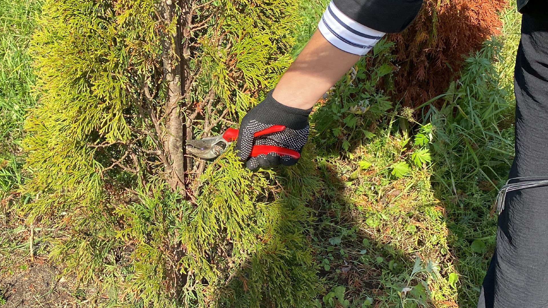 волоколамск, растения, благоуйстройство, озеленение, сад, розы, мнение, советы,