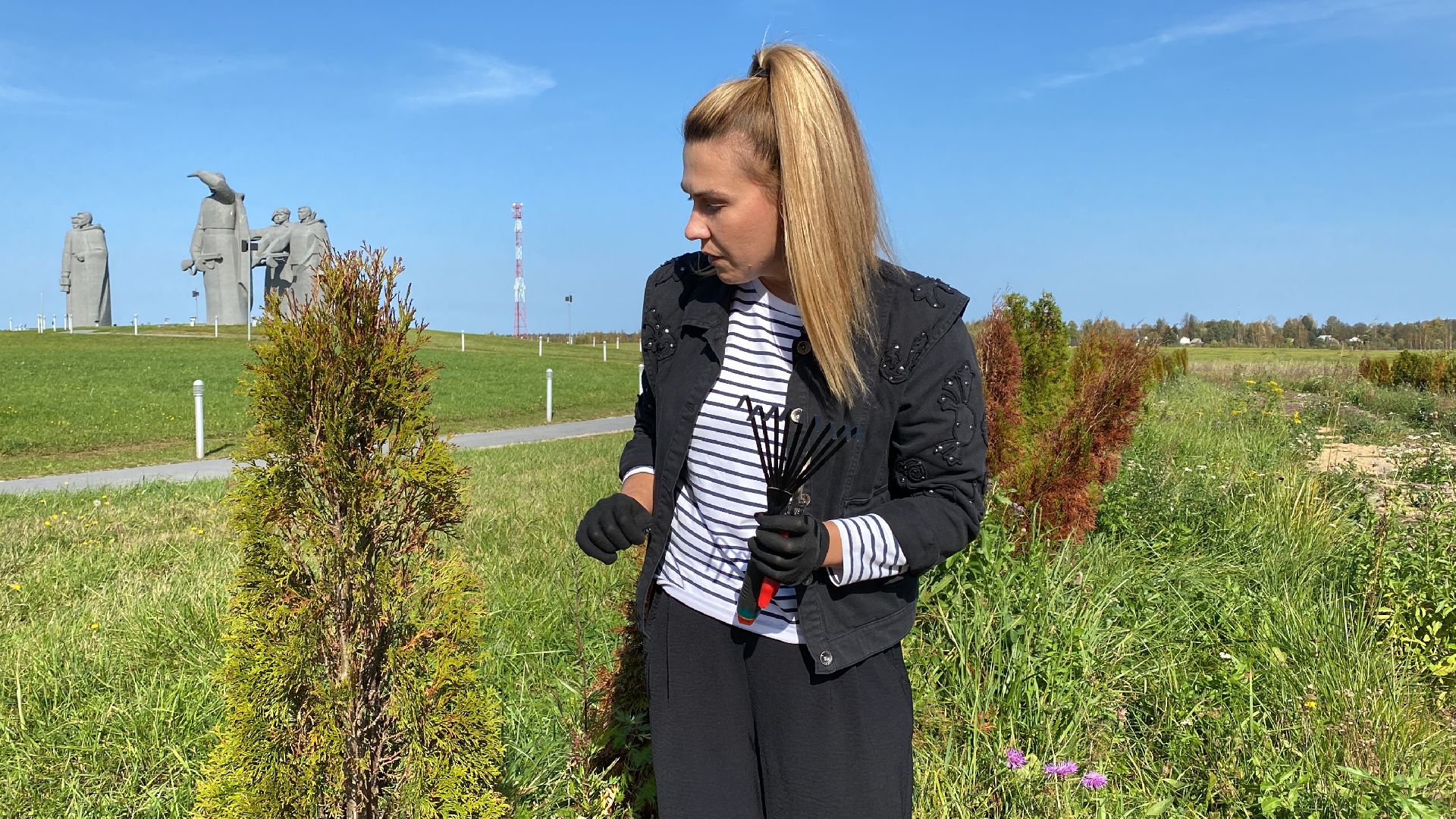 волоколамск, растения, благоуйстройство, озеленение, сад, розы, мнение, советы,