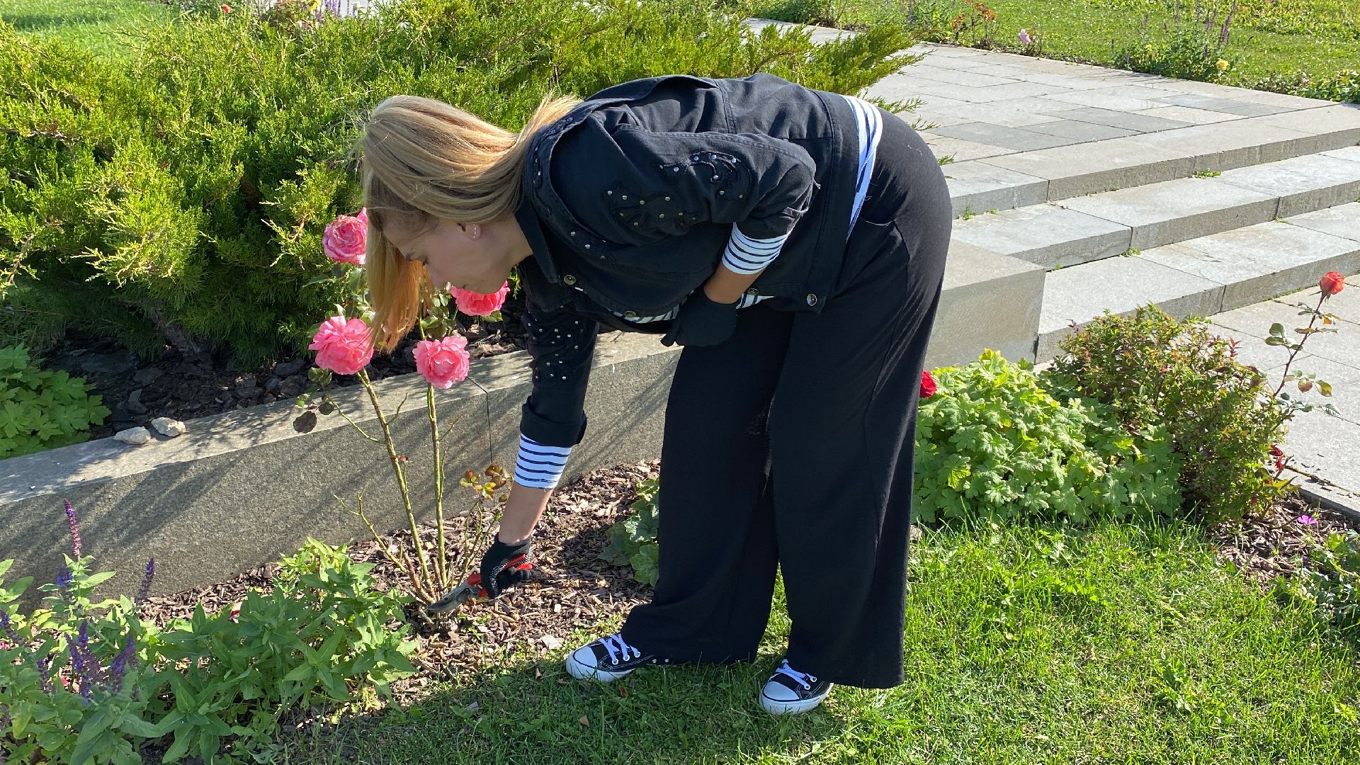 волоколамск, растения, благоуйстройство, озеленение, сад, розы, мнение, советы,