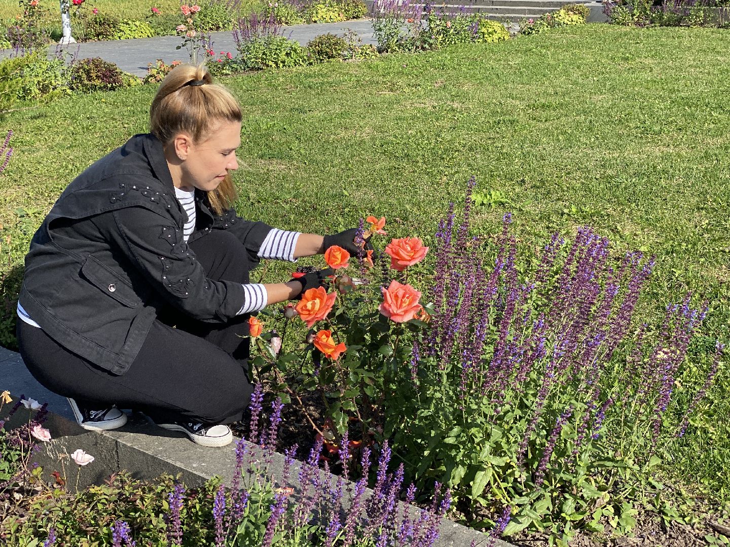 волоколамск, растения, благоуйстройство, озеленение, сад, розы, мнение, советы,