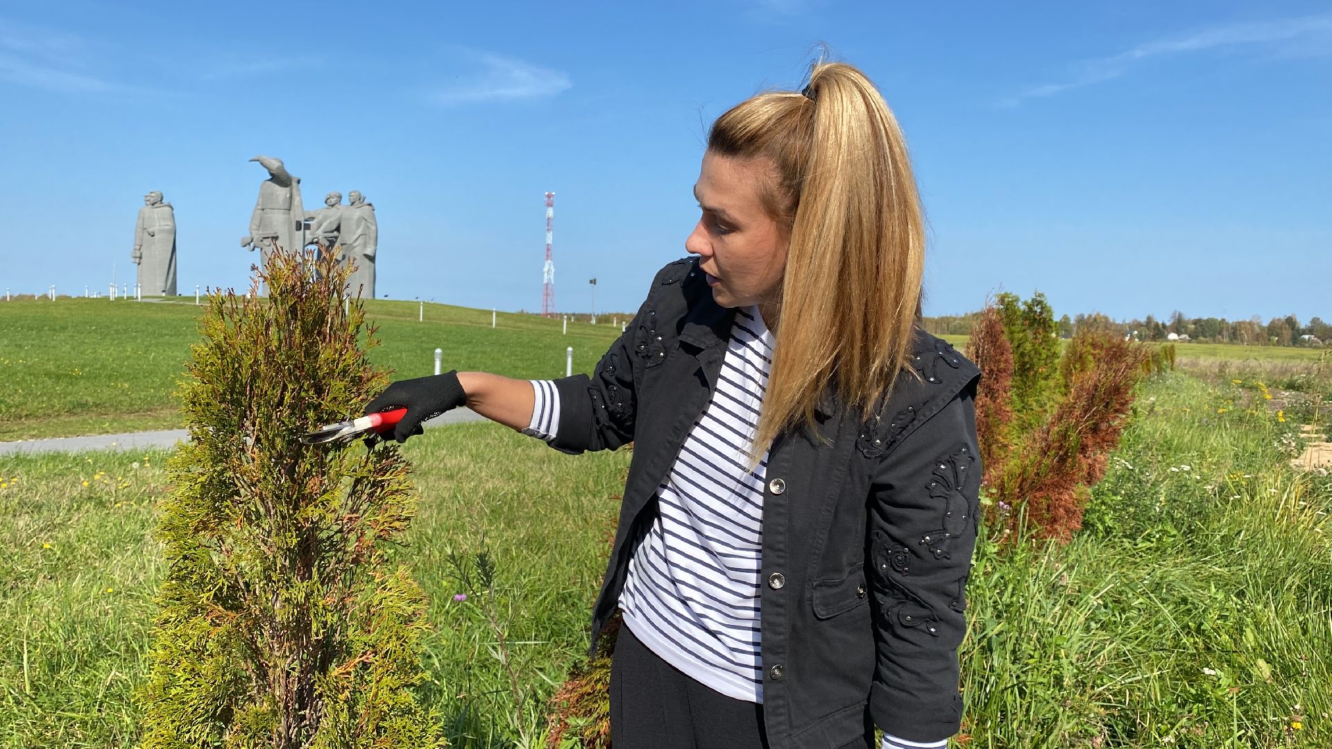 волоколамск, растения, благоуйстройство, озеленение, сад, розы, мнение, советы,