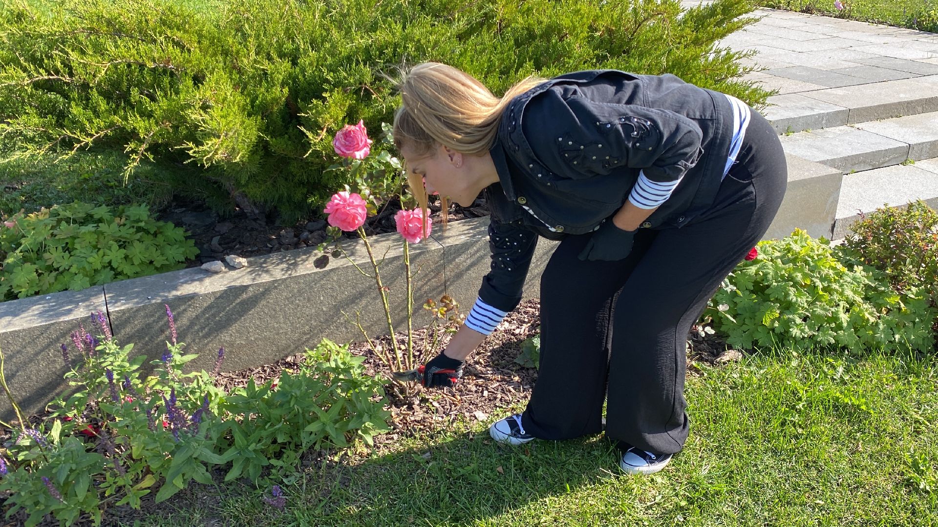 волоколамск, растения, благоуйстройство, озеленение, сад, розы, мнение, советы,