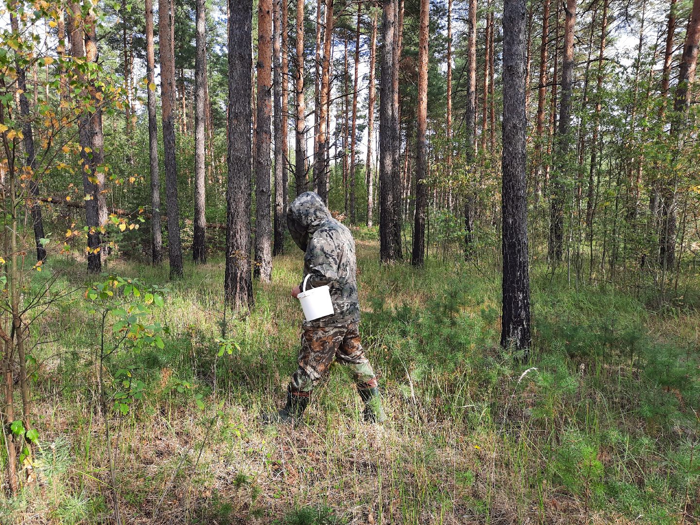 гриб, шатура, болото, сбор грибов, урожай,