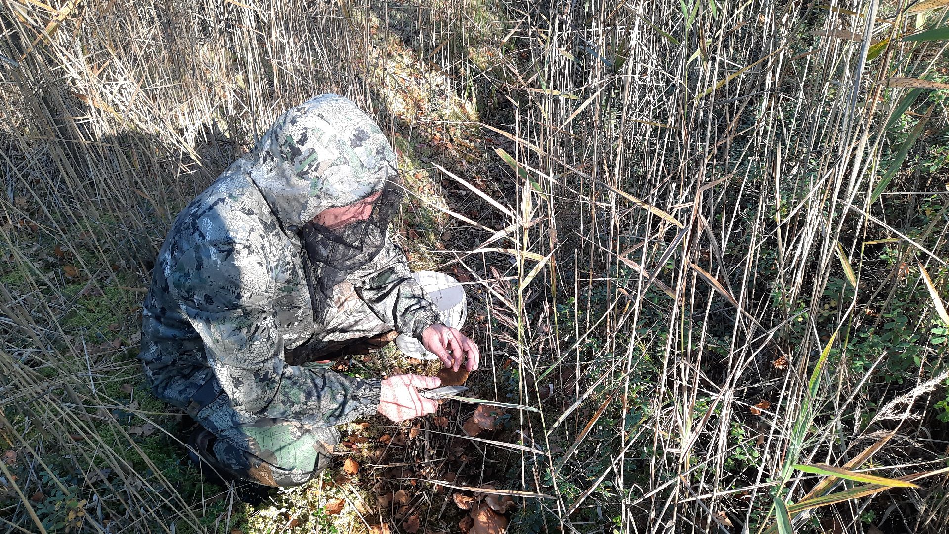гриб, шатура, болото, сбор грибов, урожай,