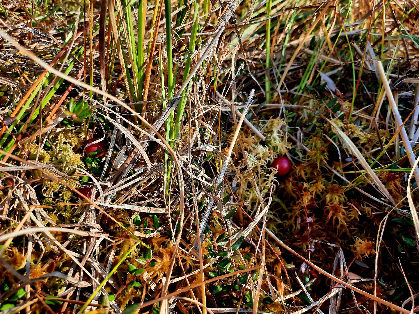 гриб, шатура, болото, сбор грибов, урожай,