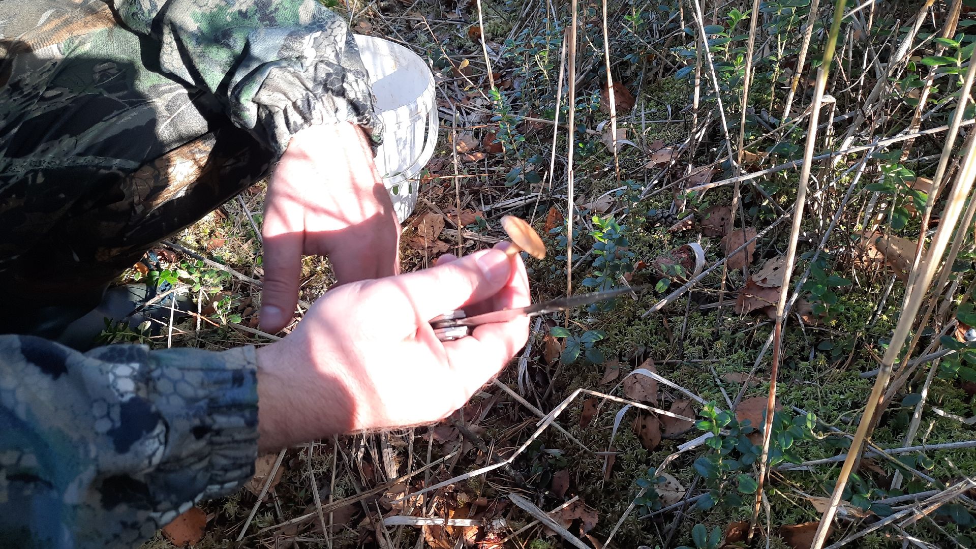 гриб, шатура, болото, сбор грибов, урожай,