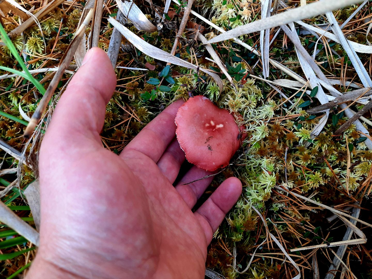 гриб, шатура, болото, сбор грибов, урожай,