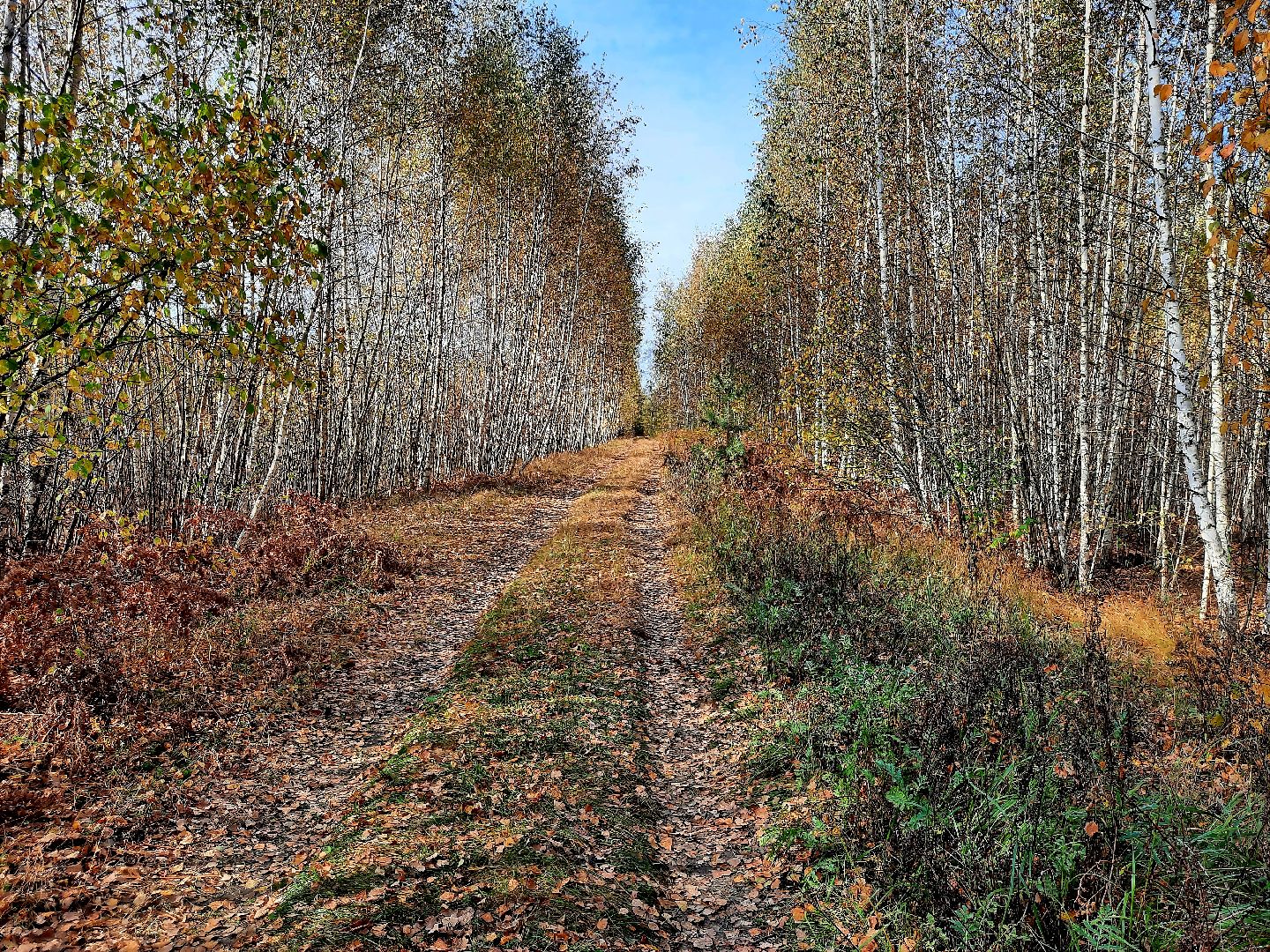 гриб, шатура, болото, сбор грибов, урожай,