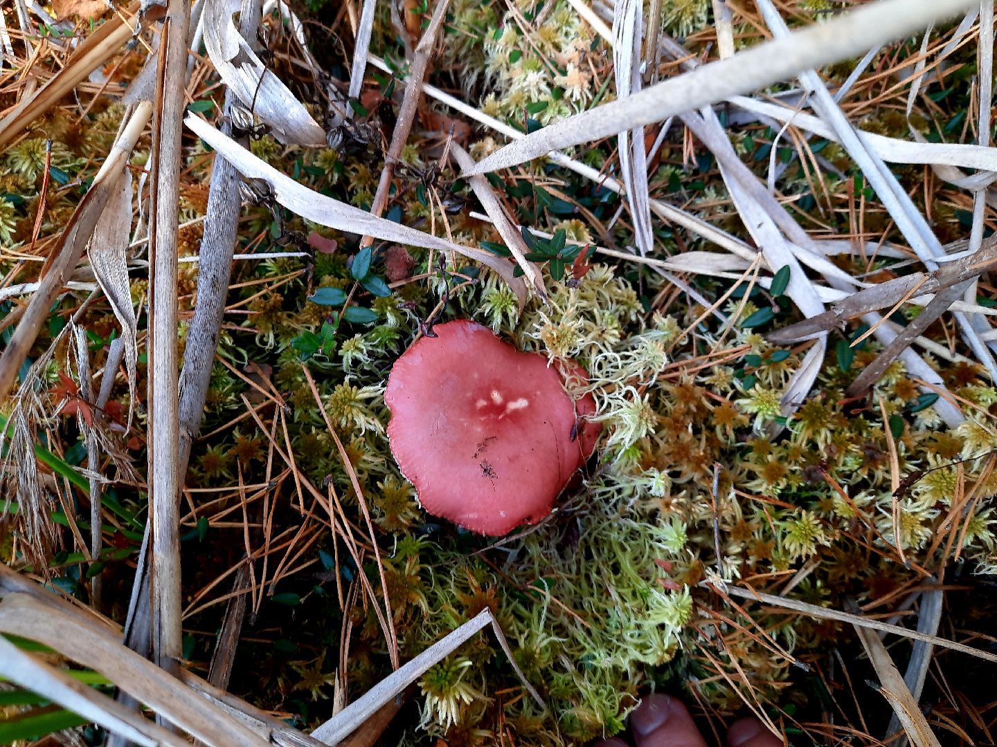 гриб, шатура, болото, сбор грибов, урожай,