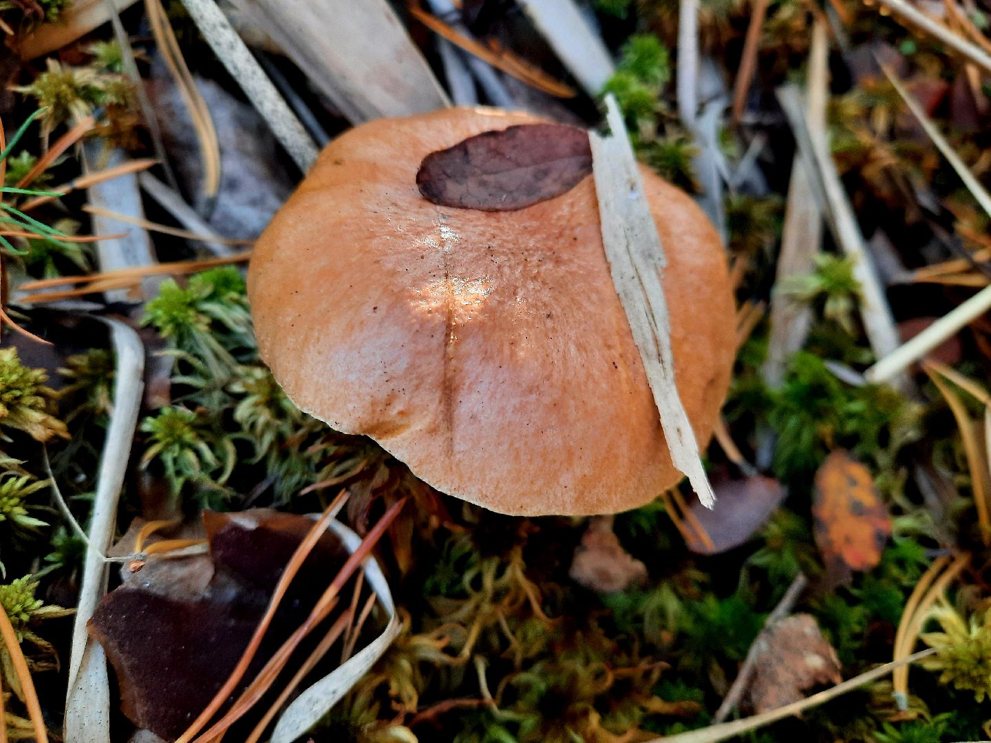 гриб, шатура, болото, сбор грибов, урожай,