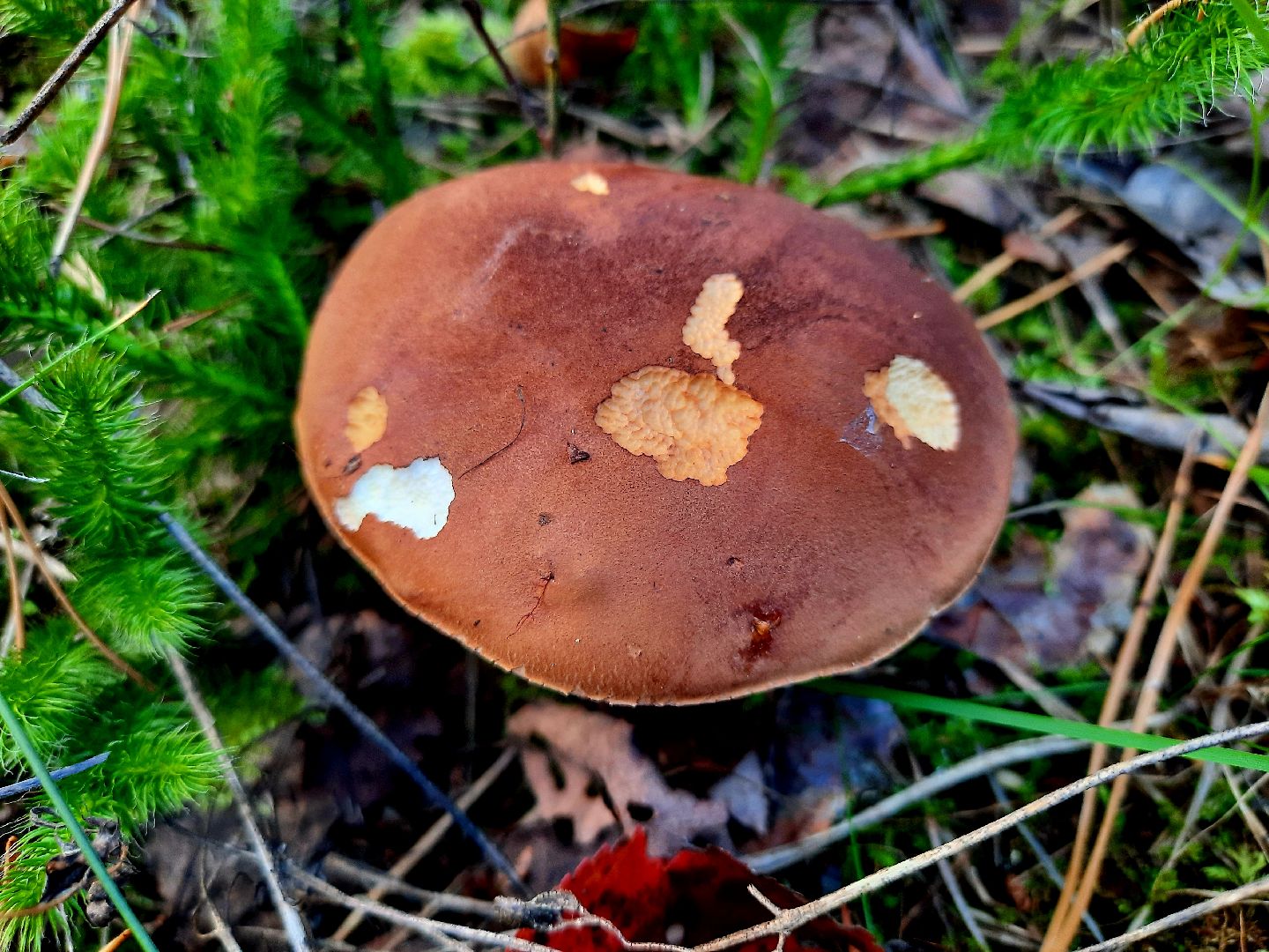 гриб, шатура, болото, сбор грибов, урожай,