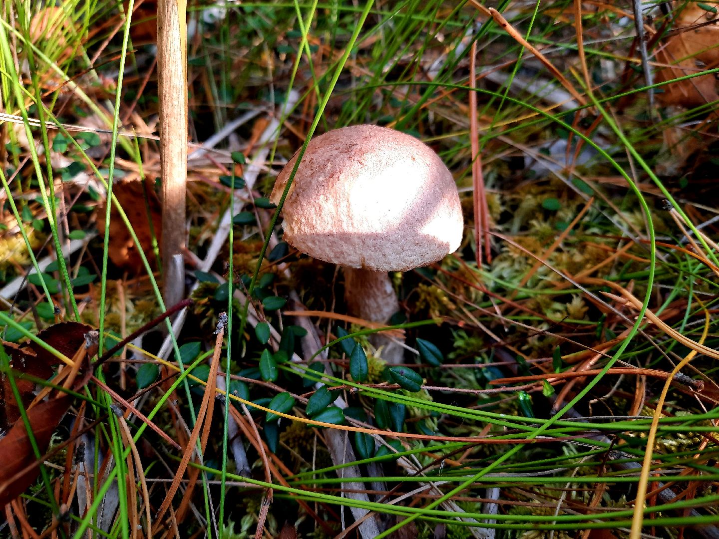 гриб, шатура, болото, сбор грибов, урожай,