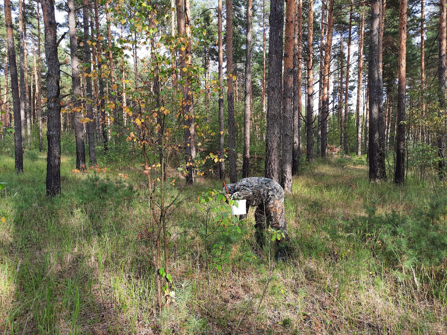 гриб, шатура, болото, сбор грибов, урожай,