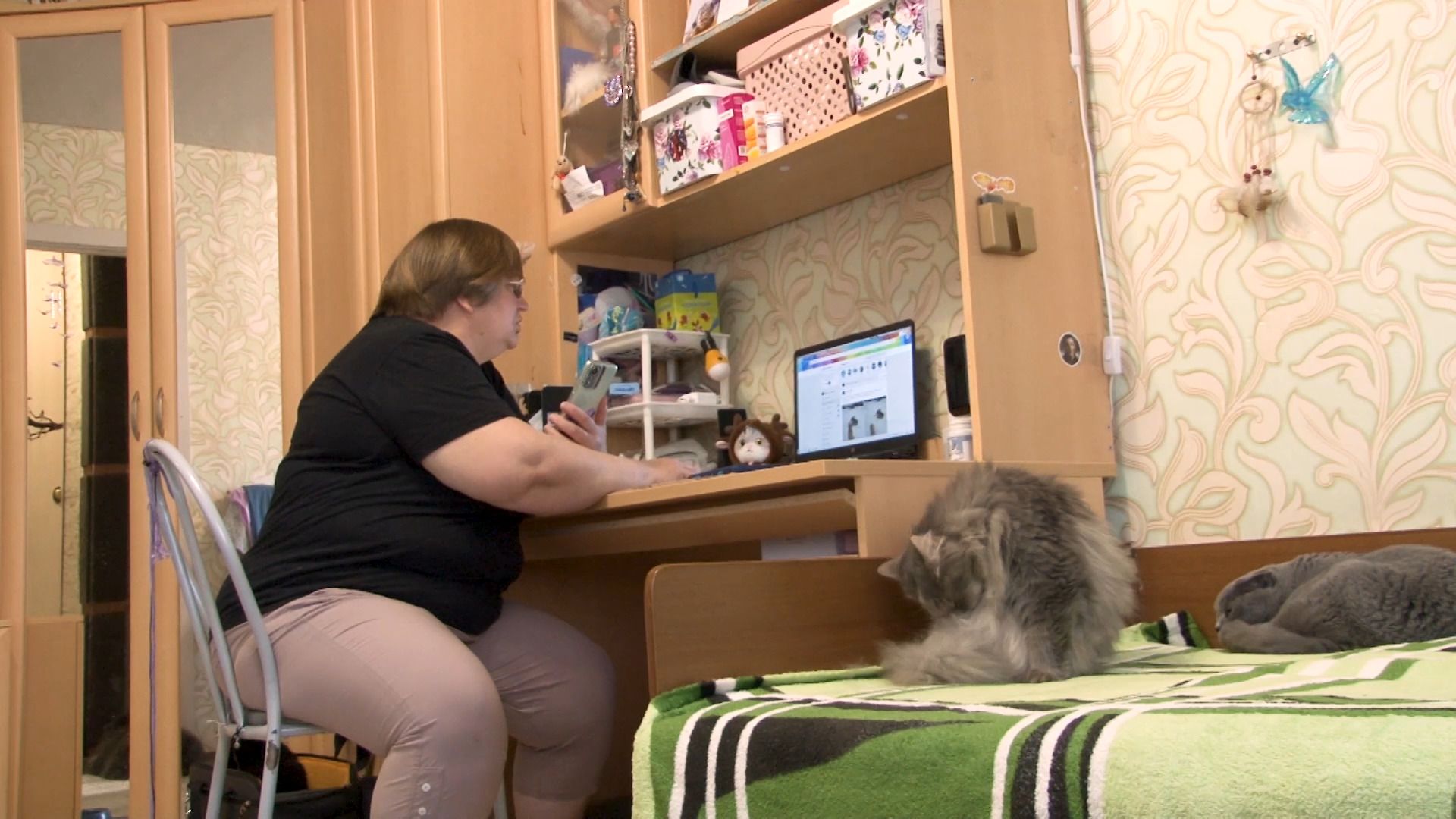 общество, коты, волонтер, помощьживотным, орехово-зуево,