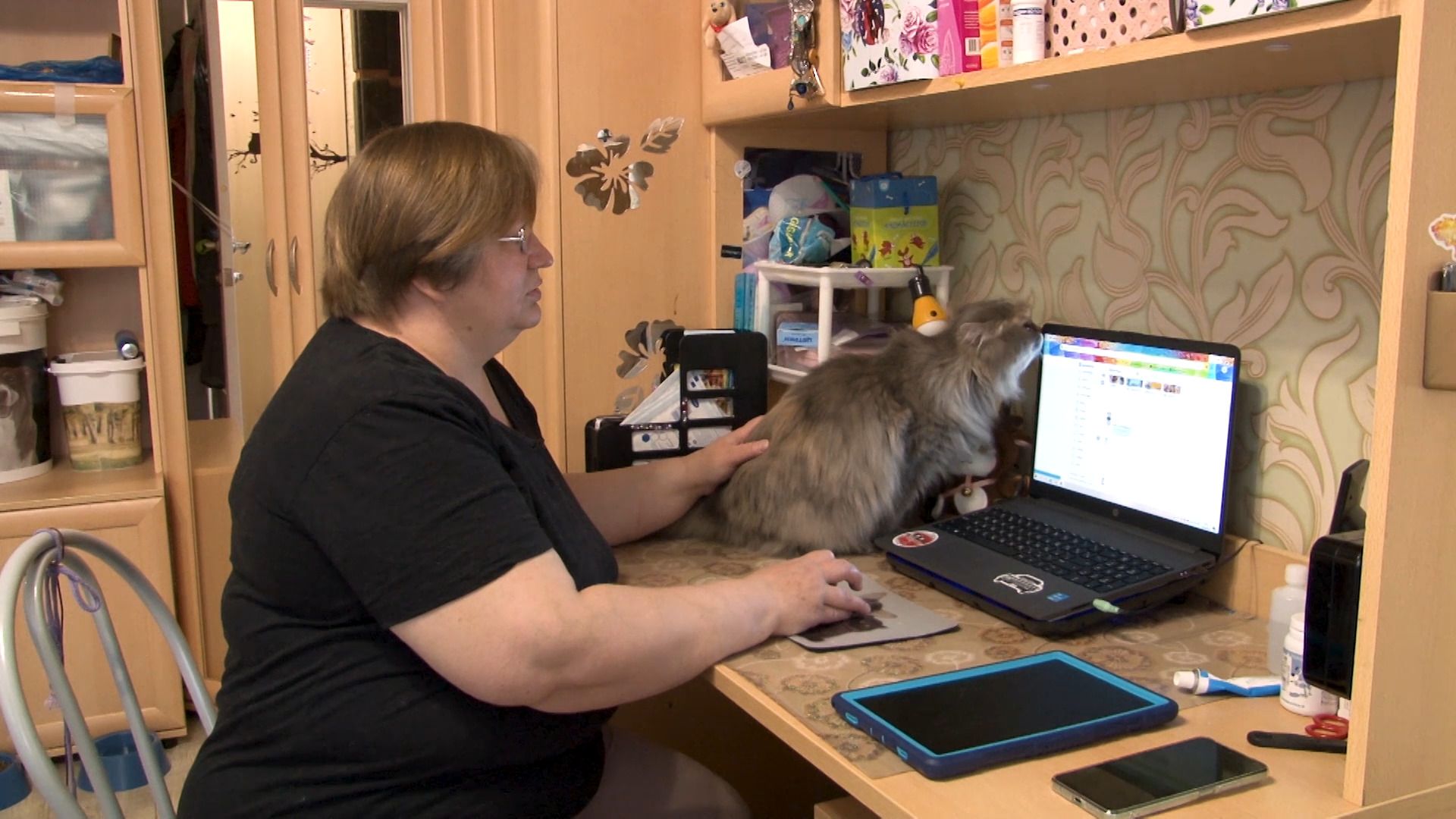 общество, коты, волонтер, помощьживотным, орехово-зуево,