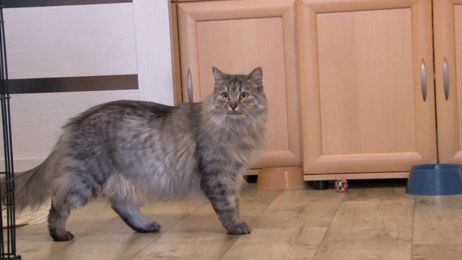 общество, коты, волонтер, помощьживотным, орехово-зуево,