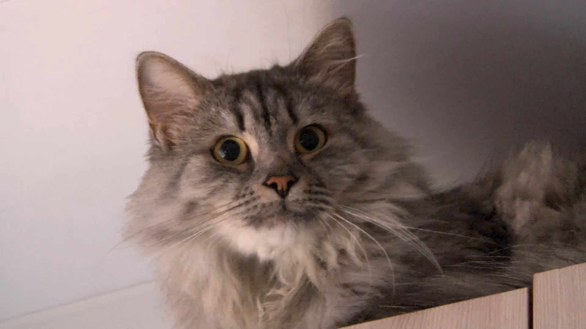 общество, коты, волонтер, помощьживотным, орехово-зуево,